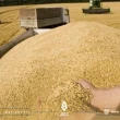 "الإدارة الذاتية" تستلم نصف كمية القمح هذه السنة