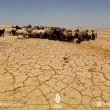 التصحر يهدد مساحات كبيرة شمال شرقي سوريا