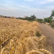 الفلاحون السوريون يسوقون 616 ألف طن من القمح حتى الآن