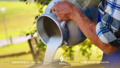 انخفض إنتاج حليب الأغنام في سوريا بنسبة 90% وارتفعت أسعاره