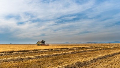 حصاد آلاف الهكتارات من محصولي القمح والشعير في مناطق النظام