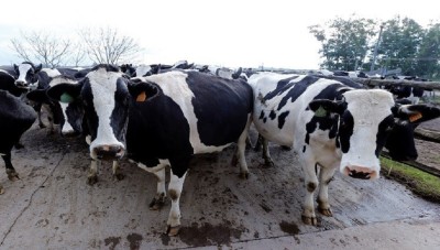 مرض الجدري يهدد أبقار طرطوس ..نفوق 70 بقرة  وإصابة نحو 600 أخرى 