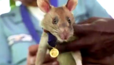 فأر إفريقي يحظى بميدالية ذهبية لتفانيه في إنقاذ أرواح البشر و إزالة الألغام 