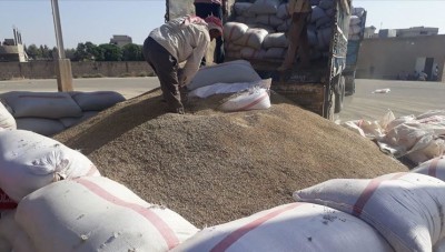تركيا تبدأ شراء الحبوب من المزارعين السوريين في "رأس العين"