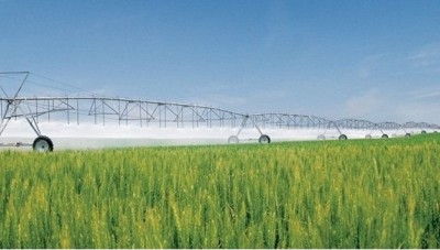 مصادر النظام : الانتهاء من زراعة 93% من محصول القمح في المحافظات 