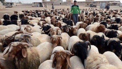 الثروة الحيوانية في سوريا في طريقها للانقراض