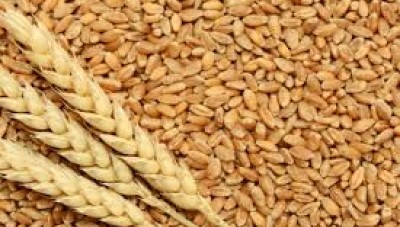 النظام يطرح مناقصة دولية لشراء  200 الف طن من القمح 
