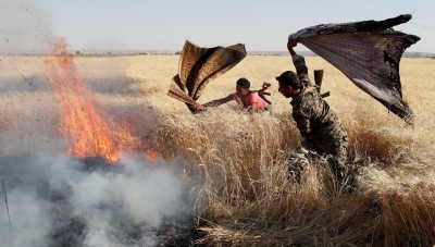 النيران تلتهم أكثر من 170 دونماً من القمح في الحسكة