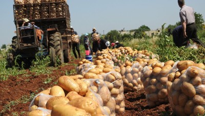 قصة السوري من اللحمة إلى البطاطا