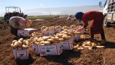 النظام يعتمد على  البطاطا اللبنانية .. وسعر الطن يصل إلى 600 دولار