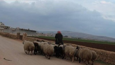 مقتل رعاة أغنام وسرقة مواشيهم في الرقة