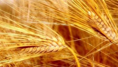 مصادر النظام  تتوقع إنتاجاً مبشراً من القمح  خلال الموسم الحالي 