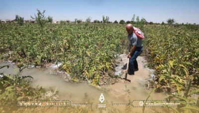 Crops in As-Suwayda irrigated with sewage water and fear of the spread of cholera