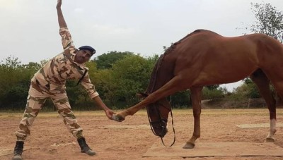 صور الشرطة الهندية تؤدي اليوغا مع الخيول والكلاب!