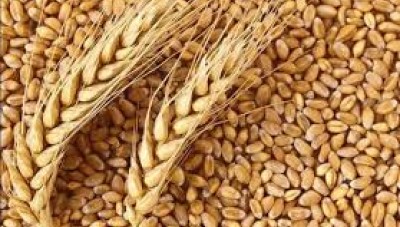 النظام يعلن عن مناقصة لشراء القمح من روسيا 