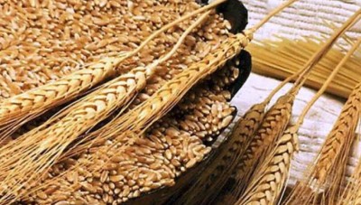 النظام يأمل بشراء كامل محصول القمح من الفلاحين