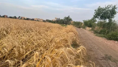 الفلاحون السوريون يسوقون 616 ألف طن من القمح حتى الآن