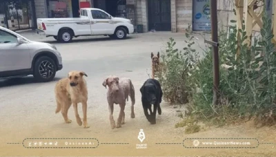 تقرير: عشرات الأشخاص يتعرضون لهجوم من الكلاب الضالة في حمص
