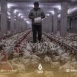 نفوق 2000 دجاجة في حلب بسبب ارتفاع درجات الحرارة